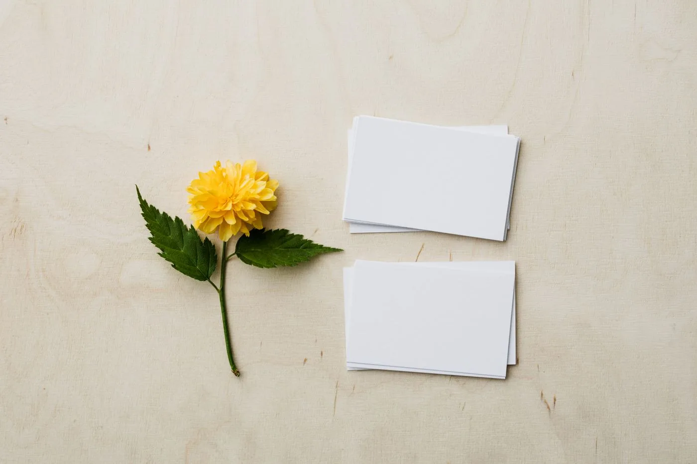 Name card trắng cạnh một bông hoa vàng